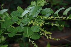 Tinospora cordifolia
